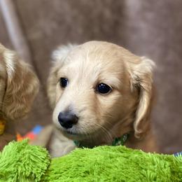 Dachshunds from Calcote’s Dachshunds