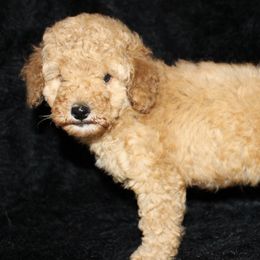 Poodles from Furst Class Puppies