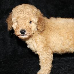 Poodles from Furst Class Puppies