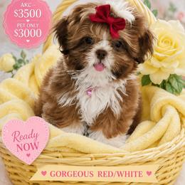Girl 1 - Red and white female Shih Tzu puppy in Victorville, California from Californiadreamyshihtzus