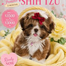 Girl 1 - Red and white female Shih Tzu puppy in Victorville, California from Californiadreamyshihtzus