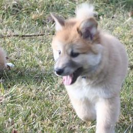 Icelandic Sheepdog Puppies from Valhalla Icelandic Sheepdogs