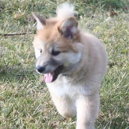 Icelandic Sheepdog Puppies from Valhalla Icelandic Sheepdogs