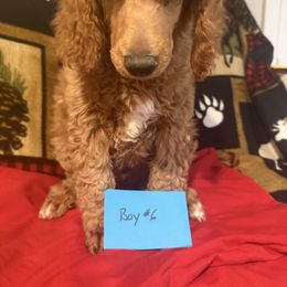 Boy6 - Brown male Poodle puppy in Detroit, Michigan from Pretty Spoiled Spoos llc