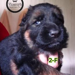 Girl 2 - female German Shepherd puppy in Roslyn, South Dakota from Viceroy's Kennel LLC