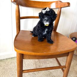 Opal - Black female Poodle puppy in Quakertown, Pennsylvania from Miniature Poodle Stud and Pups