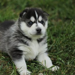 Buttercup - Black and white Siberian Husky puppy in Harrison County, Ohio from Solstice Siberians
