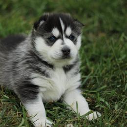 Buttercup - Black and white Siberian Husky puppy in Harrison County, Ohio from Solstice Siberians
