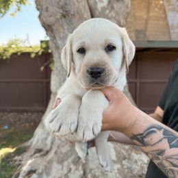 Green Collar Male - Yellow male Labrador Retriever puppy in Modesto, California from O’Brien Labrador Retrievers