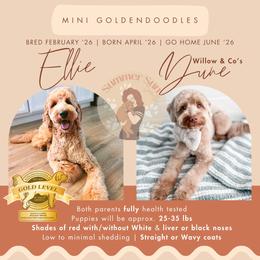 Goldendoodle puppies from Summer Sun Doodles