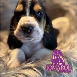 3 - Black brown and white female Basset Hound puppy in Inverness Highlands South, Florida from Lomarol Hounds