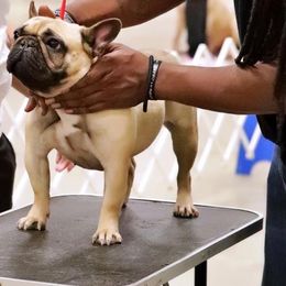 Fiji - French Bulldog