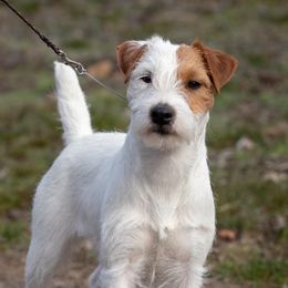 Hennessy - Jack Russell Terrier