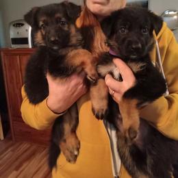 German Shepherd Puppies from duke akc shepherds