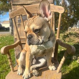 French Bulldog Puppies from Lance Miller