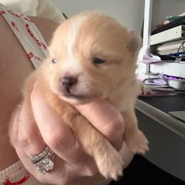 Female- light pink - Cream sable parti female Pomeranian puppy in Cheektowaga, New York from Buffalo Pomeranians 716