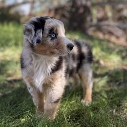 Australian Shepherd Puppies from Bear Creek Aussies