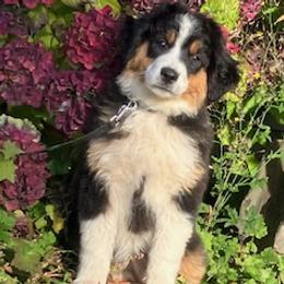 Miniature Australian Shepherd Puppies from Wren’s Nest Farm
