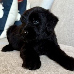 Girl 1 - Black female Giant Schnauzer puppy in Wildomar, California from My Angel Schnauzers