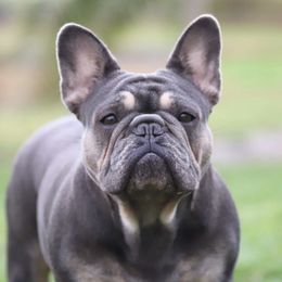 Reona - Tricolors female French Bulldog puppy in Punta Gorda, Florida from Mingan French Bulldog