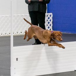Brittany and Vizsla All Grown Up from Dzika Place Kennels