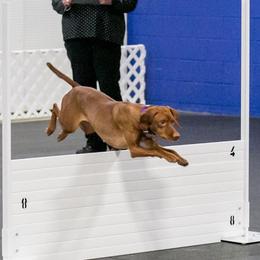 Brittany and Vizsla All Grown Up from Dzika Place Kennels
