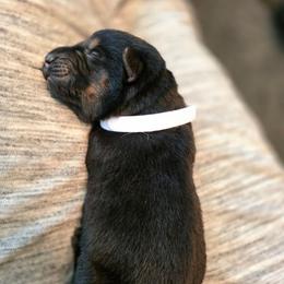 White collar (Socks) - Black and red male German Shepherd puppy in Hermitage, Pennsylvania from Shepherds of the Hundred Acres