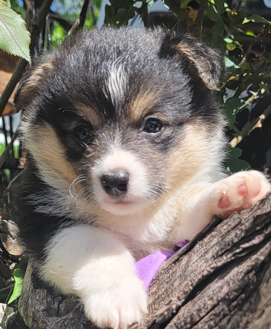 Pembroke Welsh Corgi Puppies from MCS Farms-OK