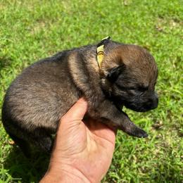 Yellow Collar, Sable Female - Sable female German Shepherd puppy in Milan, Illinois from Stonewick German Shepherds