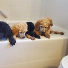 Poodle Puppies from Heavenly Standards Washington