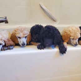 Poodle Puppies from Heavenly Standards Washington