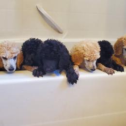 Poodle Puppies from Heavenly Standards Washington