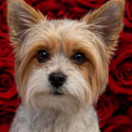Moxie - Yorkshire Terrier