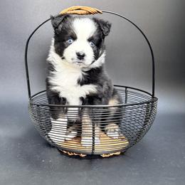 Montana - Black tri male Miniature Australian Shepherd puppy in Covington, Pennsylvania from Rigas Mini Aussies LLC