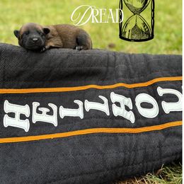 Dread- black - Fawn sable female Belgian Malinois puppy in North Carolina from Furia Ignis Belgian Malinois