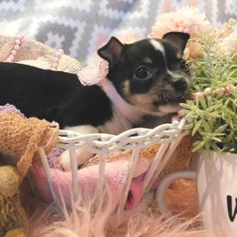 Chihuahua Puppies from Fine Whines & Lickers