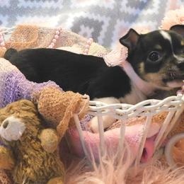 Chihuahua Puppies from Fine Whines & Lickers