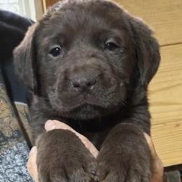 Gio Moretti - Chocolate Boy 1 - 6388 - Chocolate male Labrador Retriever puppy in Brandywine, Maryland from QVR Labradors and Leonbergers