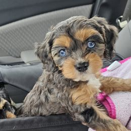 Aussiedoodle, Cavalier King Charles Spaniel, Cavapoo, and Labradoodle Puppies from Mc Doodles of Texas LLC