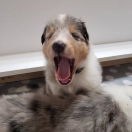 Collie Puppies from High Altitude Collies