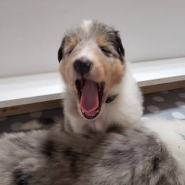 Collie Puppies from High Altitude Collies