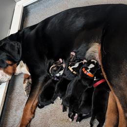 Boy 2 - Black, white and red male Greater Swiss Mountain Dog puppy in Reinholds, Pennsylvania from Stonebridge Swissies