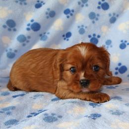 Rusty - Ruby male Cavalier King Charles Spaniel puppy in Pleasant City, Ohio from cywood's ohio cavaliers