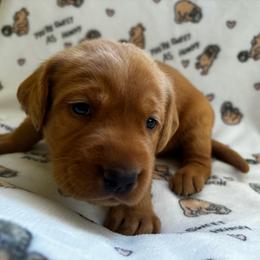 Clubs - Yellow male Labrador Retriever puppy in Melrose, New Mexico from ECMO Farm Dalmatians & Labrador Retrievers