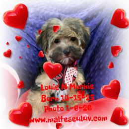 Louie - White male Maltese puppy in Silverhill, Alabama from Malteseuluv’s Tiny Treasurers