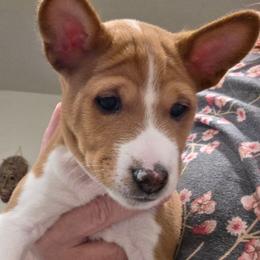 Boy 1 - Black and white male Basenji puppy in Lehi, Utah from Maererano Basenjis