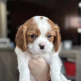Dino - Blenheim Cavalier King Charles Spaniel puppy in Lambertville, Michigan from Dream Dog LLC