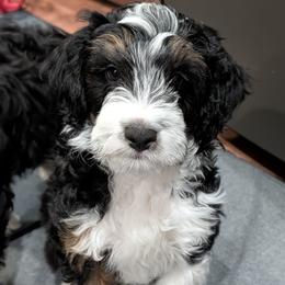 Orion - Black tri-color male Aussiedoodle puppy in New Durham, New Hampshire from Ridgeview Aussiedoodles