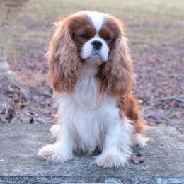 Stark - Cavalier King Charles Spaniel