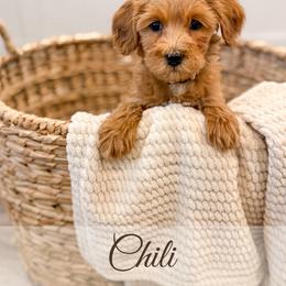 Chili - Red  female Goldendoodle puppy in Melba, Idaho from KZ Doodles